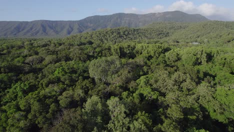 Aerial-View-Of-Dense-Forest-At-Kuranda-Forest-Reserve-On-A-Sunny-Day-In-Queensland,-Australia