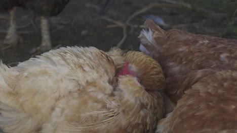 Close-up-shot-of-a-chicken-burrowing-her-head-into-her-feathers-in-the-yard-of-a-farm