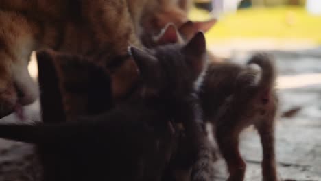 Mama-cat-licks-her-kittens-as-they-feed-from-her,-close-up-backlit-dramatic-shot