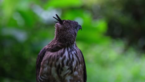 Looking-to-the-right-and-towards-the-back-then-shakes-its-head-while-its-crest-is-standing,-Pinsker's-Hawk-eagle-Nisaetus-pinskeri,-Philippines