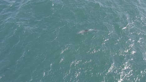 Bottlenose-Dolphin-Swimming-In-The-Open-Sea-In-Summer-In-Australia