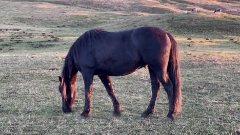 Medium-white-shot-of-a-brown-horse-grazing-on-a-meadow
