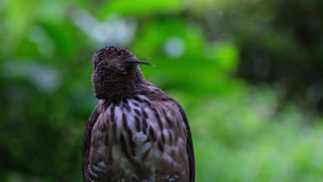 Facing-to-the-left-and-turns-its-head-further-to-the-back-while-its-crest-shows-that-it-is-vigilantly-paying-attention-to-its-surroundings,-Pinsker's-Hawk-eagle-Nisaetus-pinskeri,-Philippines