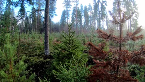 Small-pine-trees-growing-in-a-forest