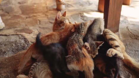 Kitten-crying-out-in-struggle-against-its-brothers-and-sisters-to-get-some-food-from-the-mother