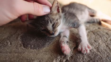 Sick-and-weak-looking-tiny-kitten-gets-head-scratches,-close-up