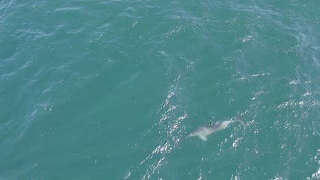 Delfín-Nariz-De-Botella-Nadando-Solo-En-El-Océano,-Mamífero-Acuático
