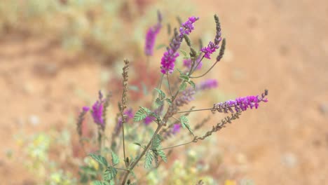 Wüstenblumen-In-Voller-Blüte-Nach-Überschwemmungen-Im-Outback