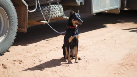 An-Australian-Kelpie-waits-patiently-for-its-owner,-tied-to-a-truck-in-outback-Australia