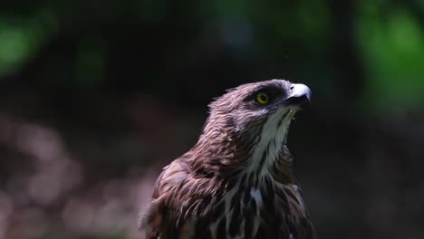 Looking-up-intensely-while-its-crest-is-down-and-rested,-Pinsker's-Hawk-eagle-Nisaetus-pinskeri,-Philippines