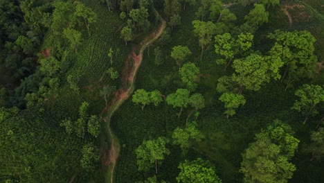 Vista-Aérea-Cinematográfica-Del-Bosque-Del-Jardín-De-Té-En-El-Parque-Nacional-De-Khadimnagar,-Sylhet