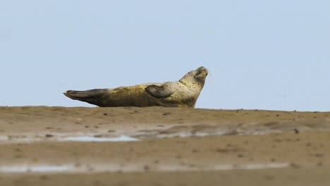 A-cute-seal-basks-in-the-sun-at-Texel-National-Park-in-the-Netherlands