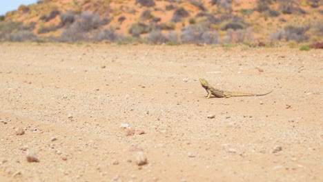 Australian-Bearded-Dragon-rests-in-the-middle-of-a-dusty-outback-road,-before-quickly-turning-and-running-away