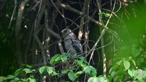 Neugierig-Nach-Links-Oben-Blickend,-Als-Wäre-Er-Aufgeregt,-Fleckbauchiger-Uhu,-Bubo-Nipalensis,-Juvenile,-Kaeng-Krachan-National-Park,-Thailand