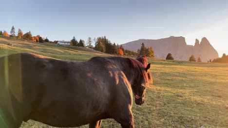 Close-to-wide-of-a-horse-walking-on-a-green-meadow-in-the-evening-sun,-mountain-Schlern-in-the-background