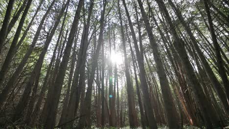 Hermoso-Paisaje-Forestal-Con-Exuberante-Vegetación-Tiro-De-ángulo-Bajo-En-Bosque-Denso-Rayos-Soleados-Y-árboles-Delgados