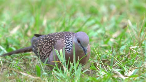 Pan-Pigeon-O-Paloma-Es-Una-De-Las-Aves-Locales-De-Bengala-Occidental