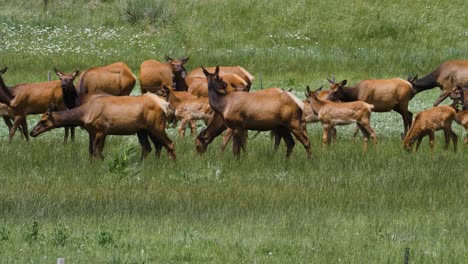 Bird-flies-through-a-herd-of-elk