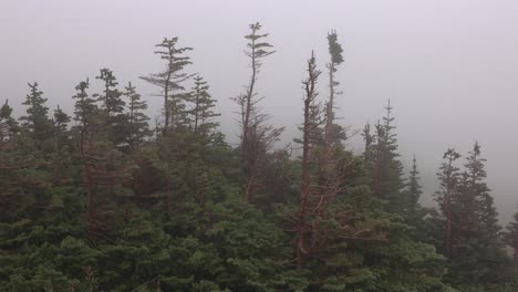 Nebel-Und-Regen-Bewegen-Sich-über-Die-Landschaft-Mit-Verwitterten-Bäumen-Auf-Den-Bergen-Im-Glacier-National-Park