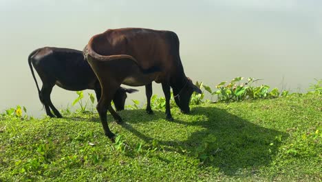 Kuh-Und-Kalb-Grasen-Auf-Dem-Gras,-Das-Am-Flussufer-In-Bangladesch-Steht