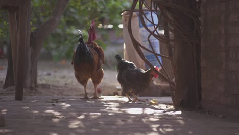 Free-range-chickens-peck-at-the-ground-in-the-shade-while-a-rooster-stands-tall-next-to-them-on-a-patio