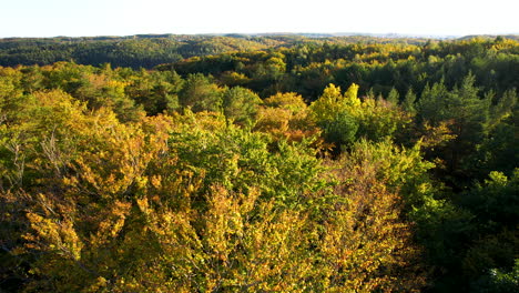 Large-trees-with-beautiful-golden-yellow-colored-leaves-in-the-hilly-landscape-of-Witmino-in-Gdynia