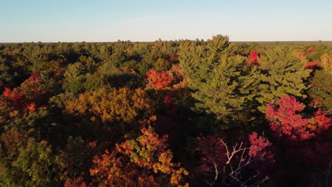 Drohnenflug-über-Schöne-Und-Farbenfrohe-Herbstbaumkronen