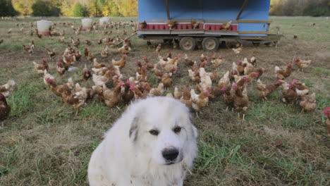A-big-white-guard-is-looking-into-camera-while-lots-of-chicken-mill-about-behind-it-on-a-farm