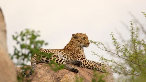 Ein-Großer-Leopard-Schaut-Am-Späten-Abend-Von-Der-Klippe-Aus-Nach-Beute