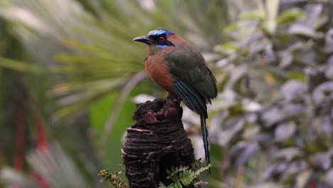 Blue-crowned-motmot-sitting-on-a-tree-stump-observing-the-landscape