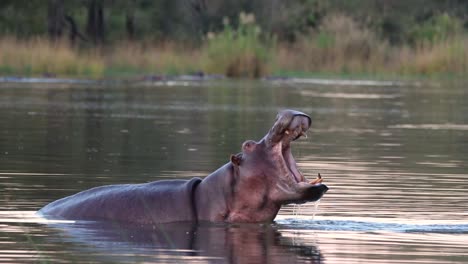 Un-Gran-Hipopótamo-Se-Eleva-Y-Abre-La-Boca-En-Una-Muestra-De-Dominio