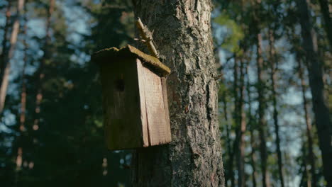 Cinematic-shot-of-handmade-wooden-bird-shelter-hanging-on-tree-trunk-with-sunlight-highlighting-texture,-Slow-motion