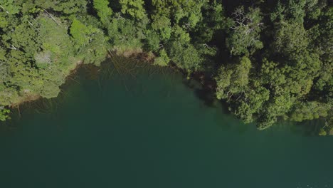 Blick-Von-Oben-Nach-Unten-über-Ruhiges-Wasser-Und-üppigen-Regenwald-Des-Lake-Eacham-In-Atherton-Tableland,-Queensland,-Australien---Drohnenaufnahme