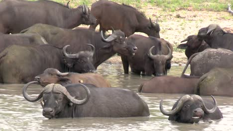 Cape-Buffalo-cool-off-in-a-river-in-South-Africa-in-this-steady-clip