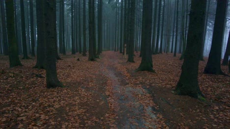 First-Person-View-Exploring-Dark-Eerie-Foggy-Woodland-With-Trees-And-Autumn-Leaves