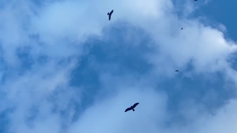 águilas-Calvas-Volando-En-El-Cielo-Azul-Claro