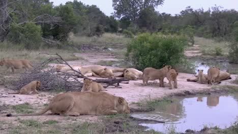 A-pride-of-lions-rest-near-a-watering-hole-as-the-cubs-play-fight