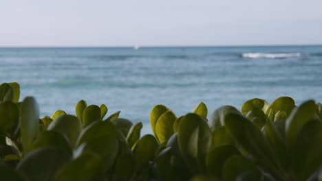 Grüne-Blätter,-Die-Im-Wind-Gegen-Blaue-Wellen-Am-Strand-Von-Waikiki-Rascheln,-Konzentrieren-Sich-Auf-Den-Vordergrund