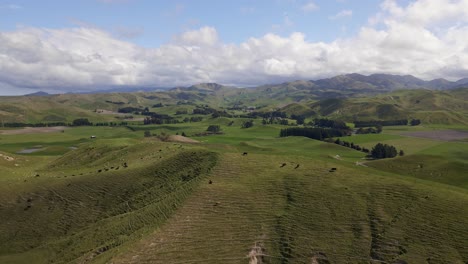 Black-Angus-Kühe-Sonnen-Sich-In-Der-Sonne-Auf-Einer-Großen,-Hügeligen-Wiese-In-Marlborough,-Neuseeland