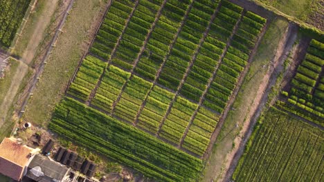 A-dynamic-top-down-ascending-aerial-shot-of-the-sunset-over-a-vegetable-plot-farm-in-Agronomia,-Buenos-Aires