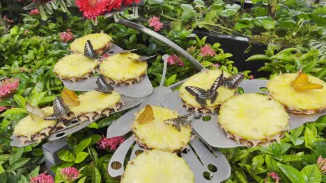 Close-up-shot-of-group-of-butterflies-sitting-on-freshly-cut-pineapple-slices-surrounded-colorful-flowers-at-daytime