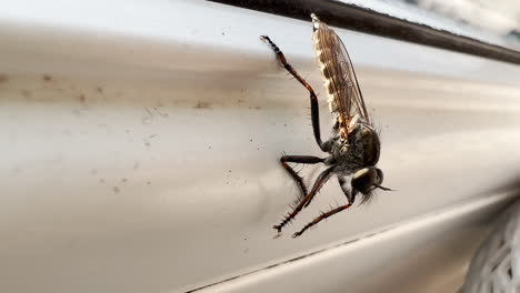 Closeup-Of-A-Robber-Fly-Resting-Upside-Down-On-Vertical-Surface