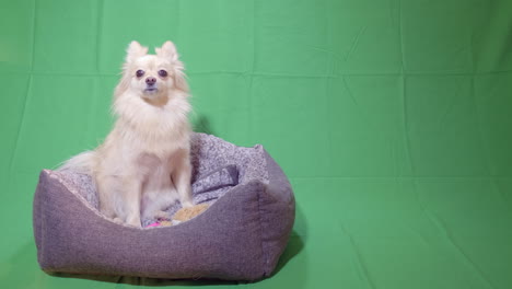 Watch-a-cute-Spitz-dog-sitting-in-a-basket,-looking-around-with-a-green-screen-background