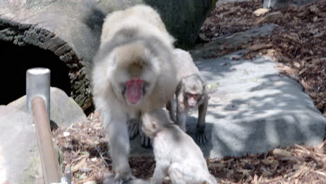 Close-up-shot-of-mother-monkey-with-there-kids-walking-in-the-park