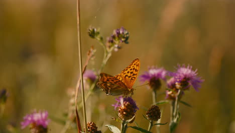Monarch-butterfly-sitting-on-the-flower-head-in-the-garden