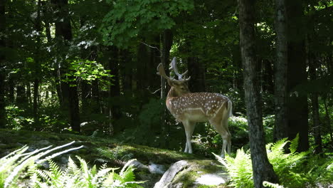 Close-view-of-beautiful-male-fallow-deer-with-antlers-standing-in-forest,-deer-looks-around-and-wags-tail,-static