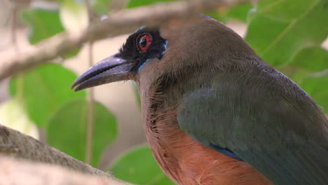 Whooping-motmot-standing-on-tree-branch-and-scratching-its-own-head