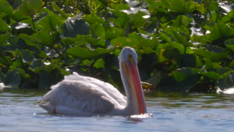American-White-Pelican-in-the-Upper-Klamath-Canoe-Trail-viewed-from-a-kayak