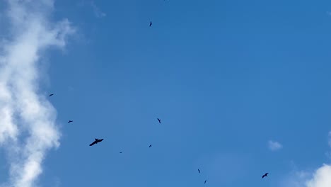 Pájaros-Carroñeros-En-Bandada-Contra-El-Cielo-Azul-Cazando-Presas