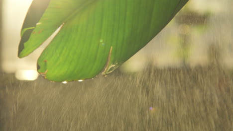 Close-up-footage-of-a-green-leaf-in-golden-light-being-sprayed-with-water